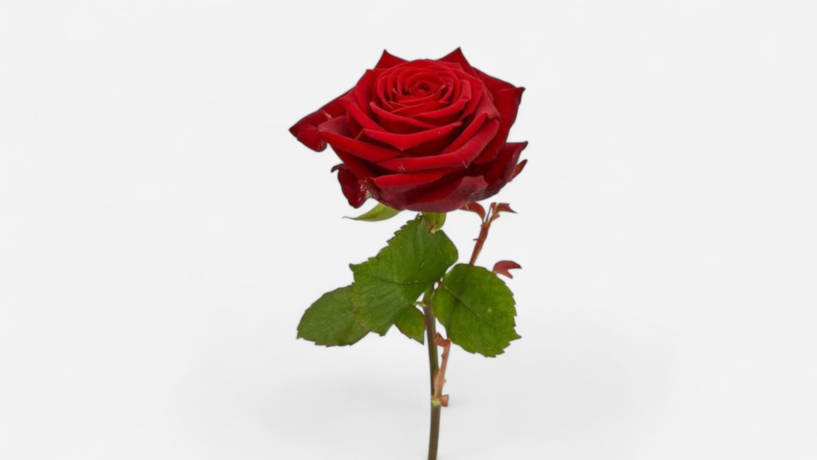 Schnittblumen